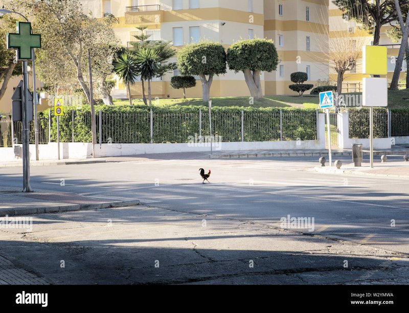Guide to chicken road